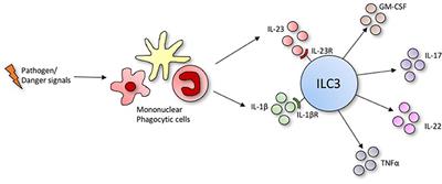 Type 3 ILCs in Lung Disease